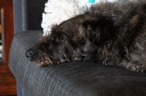 Gracie is ready to go.