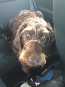 This scruffster came with us