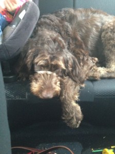 Making herself comfortable